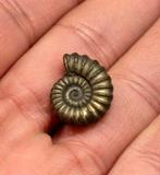 Iron pyrite ammonite fossil - Fossiel 196 miljoen jaar oud, Ophalen of Verzenden, Fossiel