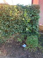 klimplanten makkelijk te stekken €10, Ophalen