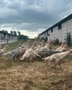 Kalkoenen, Dieren en Toebehoren, Meerdere dieren, Kalkoen