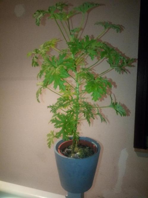 Mooie Citroengerarium, ook wel bekend als Roosgeranium, Huis en Inrichting, Kamerplanten, Overige soorten, 100 tot 150 cm, Bloeiende kamerplant