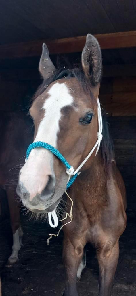 Een zeer braaf en leergierig hengtenveulen van 1,5 j, Dieren en Toebehoren, Paarden, Hengst, Minder dan 160 cm, 0 tot 2 jaar, Springpaard