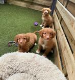 Prachtige nova scotia duck tolling (toller) retriever pups, Dieren en Toebehoren, België, Overige rassen, CDV (hondenziekte), 8 tot 15 weken