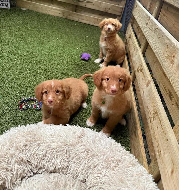 Prachtige nova scotia duck tolling (toller) retriever pups, Dieren en Toebehoren, Honden | Retrievers, Spaniëls en Waterhonden
