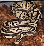 Python regius, Animaux & Accessoires, Reptiles & Amphibiens