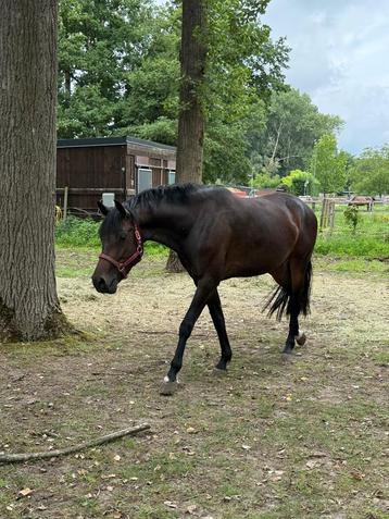 Knappe Diarado merrie  beschikbaar voor biedingen