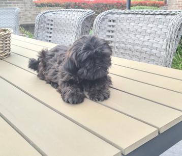shih tzu pupje met 1 oogje beschikbaar voor biedingen