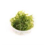 Starterspakket garnalen, Homard, Crabe ou Crevette, Poisson d'eau douce, Banc de poissons