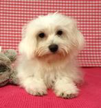 Des chiots maltais super mignons !, 15 semaines à 1 an, Étranger, Parvovirose, Plusieurs animaux