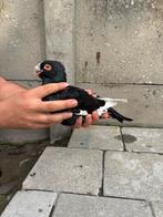 Duif man gratis, Dieren en Toebehoren