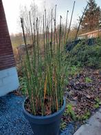 Plante aquatique ou jardin au choix 0,50 pièce