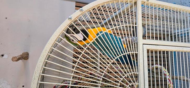 Ruilen voor een voertuig Ik kan 3500€ toevoegen aan de auto, Dieren en Toebehoren, Vogels | Parkieten en Papegaaien, Vrouwelijk