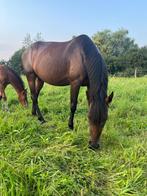 Ideale draagmerrie / weidemaatje, Dieren en Toebehoren, Merrie, Gechipt, 7 tot 10 jaar, 160 tot 165 cm