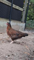 3 witte leghorn hennen,2 bruine hennen,3 leghornkriel hennen, Dieren en Toebehoren, Pluimvee