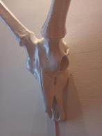 Decoratieve schedel (polyester) / alles aan - 50%, Ophalen of Verzenden, Schedel