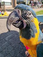 Handtamme blauwkeel ara pop, Dieren en Toebehoren, Vrouwelijk, Pratend