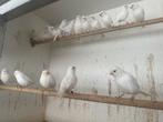 Witte kleurkanaries, Geslacht onbekend