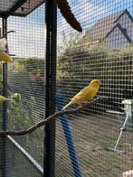 Kanaries te koop, Dieren en Toebehoren