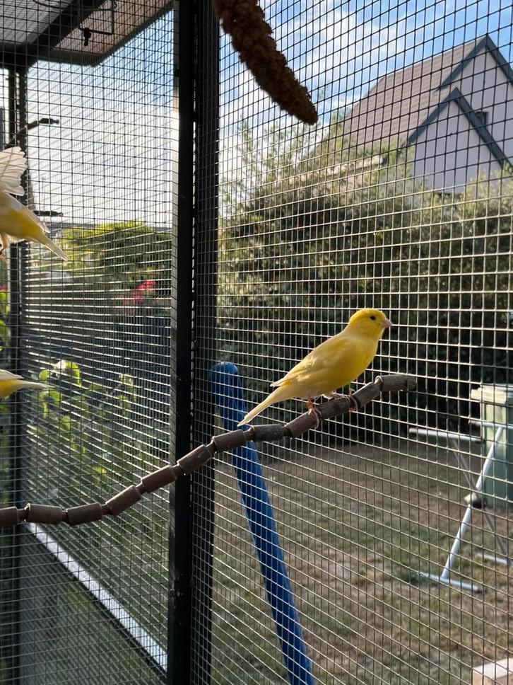 Kanaries te koop, Dieren en Toebehoren, Vogels | Kanaries, Kleurkanarie, Meerdere dieren