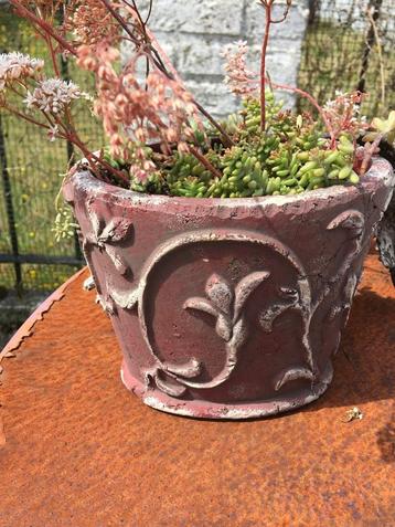 Deco terracotta pot met bloeiende, winterharde vetplant beschikbaar voor biedingen