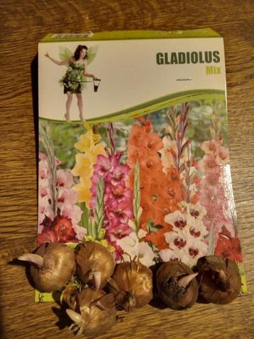 Gladiool beschikbaar voor biedingen