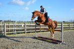 Springpaard te koop, Dieren en Toebehoren, Paarden, Met stamboom, Springpaard, 175 cm of meer, Ruin