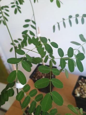 Delonix decaryi - Madagascar boomsoort - Caudex beschikbaar voor biedingen