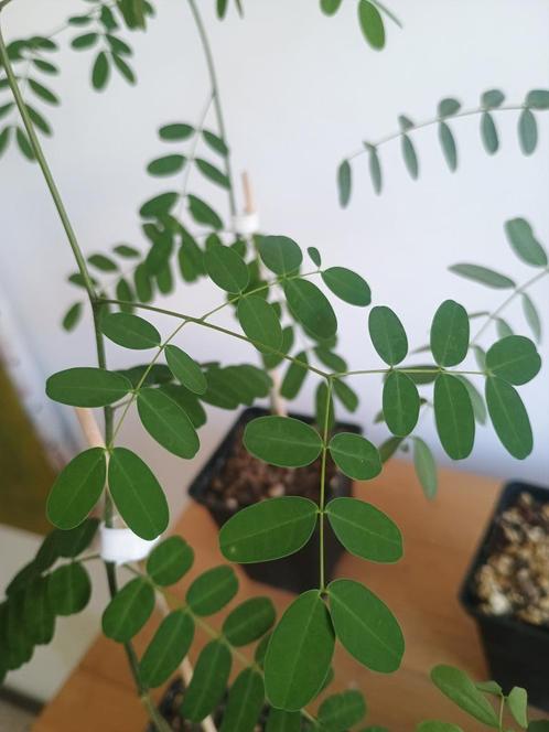 Delonix decaryi - Madagascar boomsoort - Caudex, Huis en Inrichting, Kamerplanten, Overige soorten, Minder dan 100 cm, Groene kamerplant