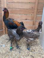 Luikse vechter haan met 2 hennen, Dieren en Toebehoren, Pluimvee