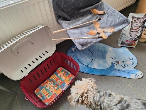 Verschillende kattenspullen., Dieren en Toebehoren, Katten-accessoires, Zo goed als nieuw, Ophalen