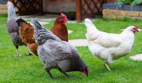 Poules pondeuses brunes, blanches et noires - 0472/51.09.71, Animaux & Accessoires, Volatiles, Poule ou poulet