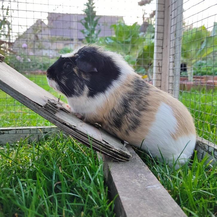 Cavia beertje, Dieren en Toebehoren, Knaagdieren, Mannelijk, Cavia, April