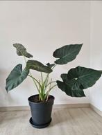 Alocasia regal hield (olifantsoorplant), Ophalen, 100 tot 150 cm, Overige soorten, Halfschaduw