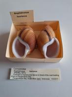 Tropische landslakken - Amphidromus, Ophalen of Verzenden, Schelp(en)