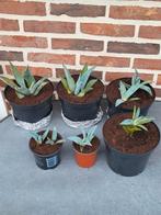 Agave Americana, sanseveria, cactus, Huis en Inrichting, Kamerplanten, Ophalen, Cactus