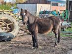 Paarden, Dieren en Toebehoren, Paarden, Minder dan 160 cm, Ruin, 3 tot 6 jaar, Gechipt