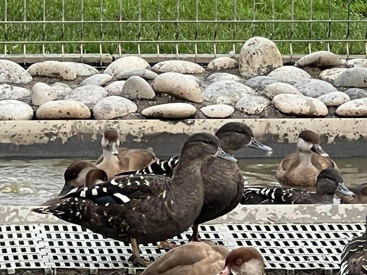 afrikaanse zwarte eend @ paradijshof, Dieren en Toebehoren, Pluimvee, Eend, Meerdere dieren