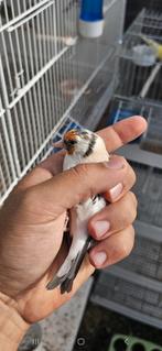 Middelste distelvink Aghat, Dieren en Toebehoren, Vogels | Overige Vogels