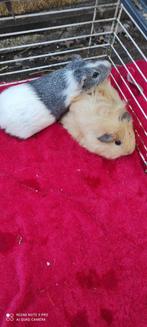 Beertjes!, Dieren en Toebehoren, September