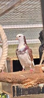 Duiven, Dieren en Toebehoren, Meerdere dieren, Overige soorten