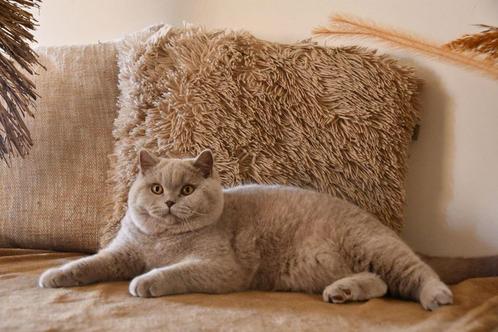 Brits Korthaar dekkater, Dieren en Toebehoren, Katten en Kittens | Dekkaters, 0 tot 2 jaar