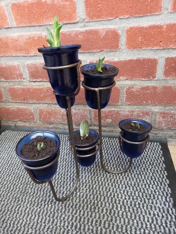 metalen staander met glazen potjes met vetplantjes