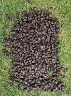 Alpaca mest, Ophalen, Mest