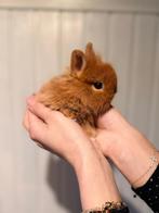 Super leuke konijntjes te koop, Dieren en Toebehoren, Knaagdieren, November
