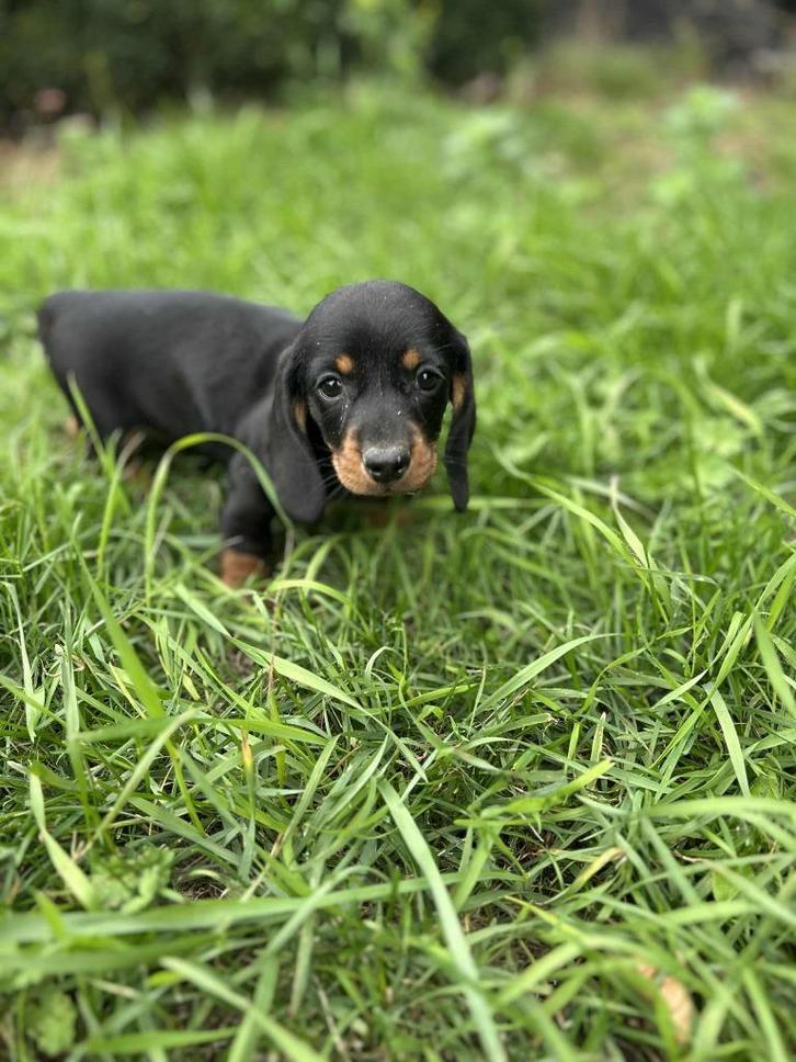 Teckel pupjes te koop ,bij ons geboren, Dieren en Toebehoren, Honden | Teckels en Dashonden, Meerdere dieren, Korthaar, Dwerg