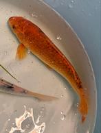Japanse koi +-18cm, Dieren en Toebehoren, Vissen | Vijvervissen