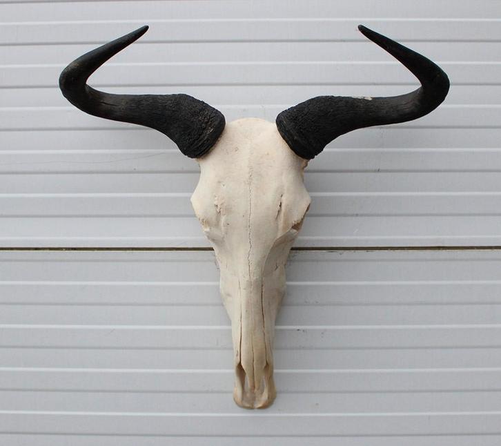 Schedel GNU / WILDEBEEST - met kiezen - gewei (ref. K), Collections, Collections Animaux, Utilisé, Crâne, Animal sauvage, Enlèvement ou Envoi