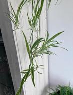 Stekjes spinnenplant, Ophalen