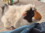 Cavia, Dieren en Toebehoren, Knaagdieren, April, Cavia