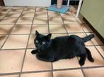 Dringend catsitter gezocht, Dieren en Toebehoren, December, Mannelijk