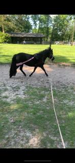 Pony, Dieren en Toebehoren, Gechipt, Hengst, A pony (tot 1.17m), 3 tot 6 jaar